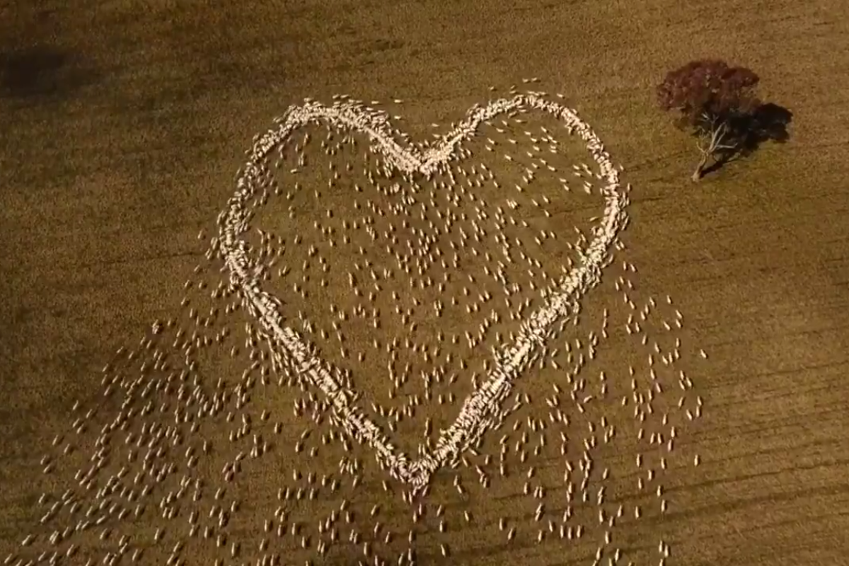 Australian farmer herds sheep into shape of heart in tribute to dead